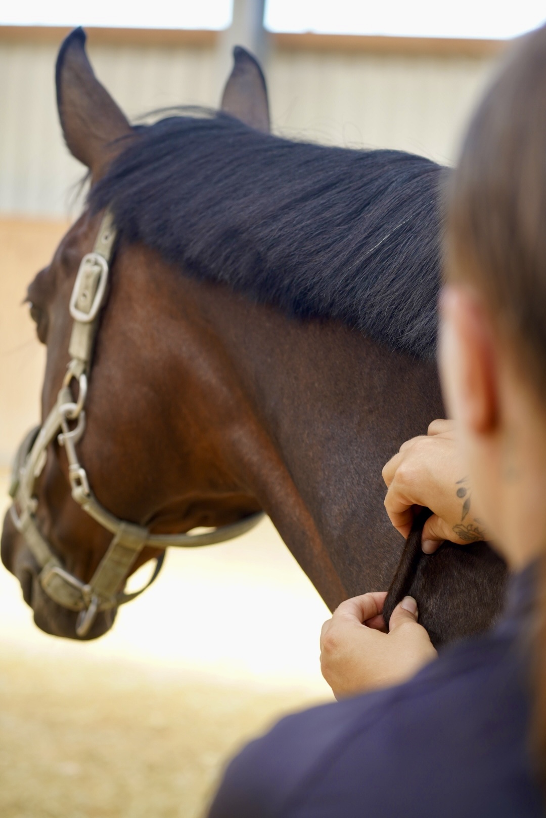 Faszientherapie: Behandlung eines Pferdes